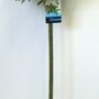 Salix 'Helvetica' 130 cm
